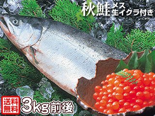 予約販売】生秋鮭 3kg前後 メス・生イクラ(筋子)入り(北海道産)話題沸騰!超特価で送料無料※沖縄へお届けの場合は別途送料880円かかります 。※入荷次第発送、着日指定不可。※鮭のカット「丸のまま」「2枚卸」「切身」「塩なし 又は 一塩」、生イクラは「房のまま」「味付 ...